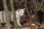 Ragdoll kitten