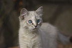 Ragdoll kitten