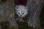 Ragdoll kitten