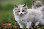 Ragdoll kitten