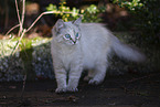 Ragdoll kitten
