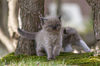 Ragdoll kitten