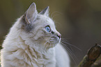 Ragdoll