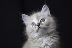 Ragdoll kitten