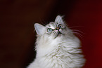 Ragdoll kitten