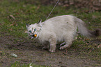Ragdoll kitten