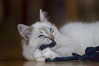 Ragdoll kitten
