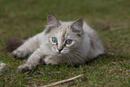 Ragdoll kitten