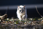 Ragdoll kitten