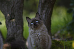 Ragdoll kitten