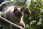 Ragdoll kitten