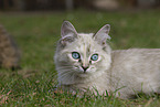 Ragdoll