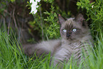 Ragdoll kitten