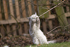 Ragdoll