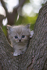 Ragdoll kitten