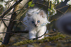 Ragdoll kitten