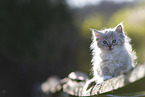 Ragdoll kitten