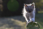 Ragdoll kitten