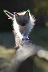 Ragdoll kitten