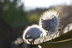 Ragdoll kitten