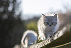 Ragdoll kitten