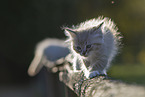 Ragdoll kitten