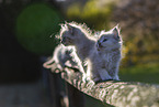 Ragdoll kitten