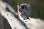 Ragdoll kitten