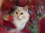 Ragdoll in autumn