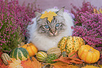 Ragdoll in autumn