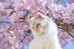 Ragdoll in spring