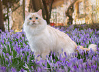 Ragdoll in spring