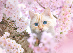 Ragdoll in spring