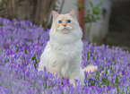 Ragdoll in spring