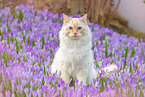 Ragdoll in spring