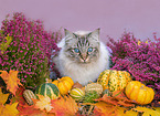 Ragdoll in autumn