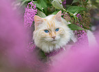 Ragdoll in summer