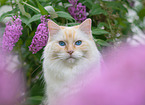 Ragdoll in summer