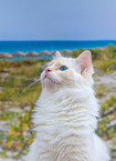 Ragdoll in summer