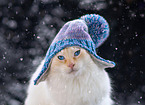 Ragdoll in winter