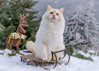 Ragdoll in winter