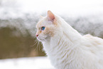 Ragdoll in winter