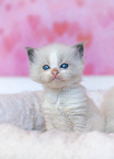 Ragdoll kitten