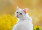 Ragdoll in summer