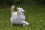 young Ragdoll