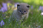 Ragdoll Kitten