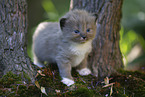 Ragdoll Kitten