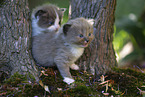 Ragdoll Kitten