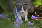 Ragdoll Kitten