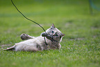 Ragdoll in summer